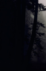 The Forest Speaks My Name