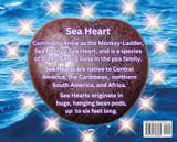 Diamond's Magical Sea Heart Adventures Diamond's Magical Sea Heart Adventures