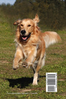 Retriever Field Trials 1967-1972