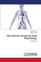 The Human Anatomy And Physiology