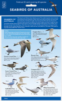 Seabirds - ID Chart