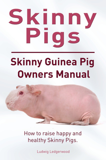 Skinny Pig. Skinny Guinea Pigs Owners Manual. How to raise happy and healthy Skinny Pigs. Skinny Pig. Skinny Guinea Pigs Owners Manual. How to raise happy and healthy Skinny Pigs.