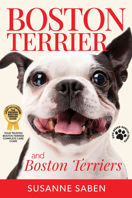 Boston Terrier And Boston Terriers Boston Terrier And Boston Terriers