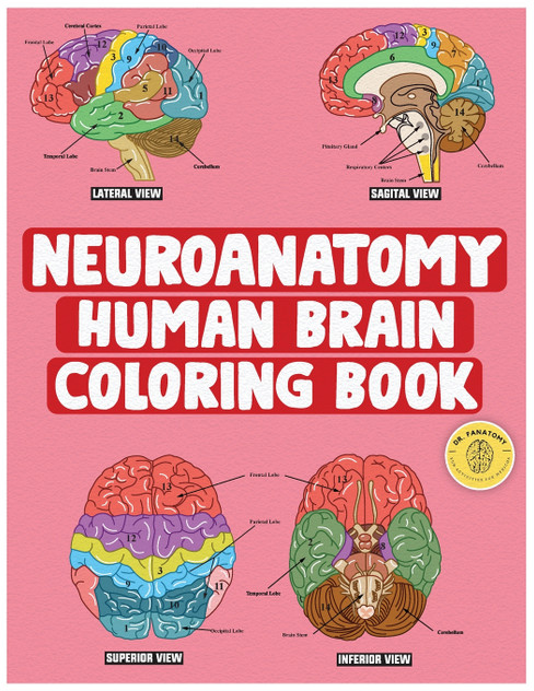 Neuroanatomy Human Brain Coloring Book Neuroanatomy Human Brain Coloring Book