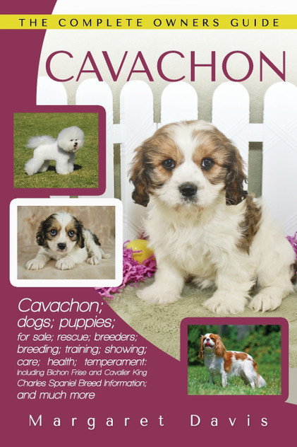 Cavachon Cavachon