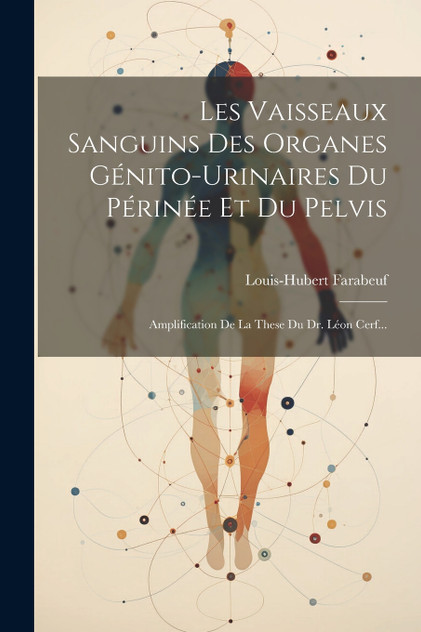 Les Vaisseaux Sanguins Des Organes Génito-urinaires Du Périnée Et Du Pelvis