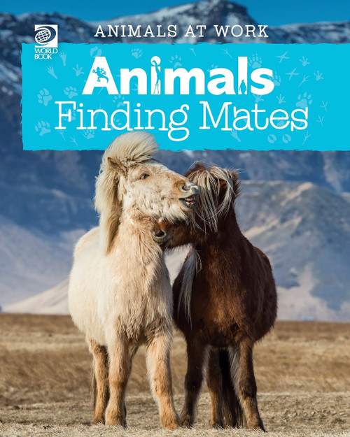 Animals Finding Mates Animals Finding Mates