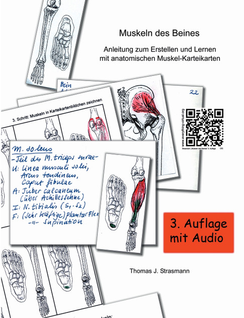 Muskeln des Beines