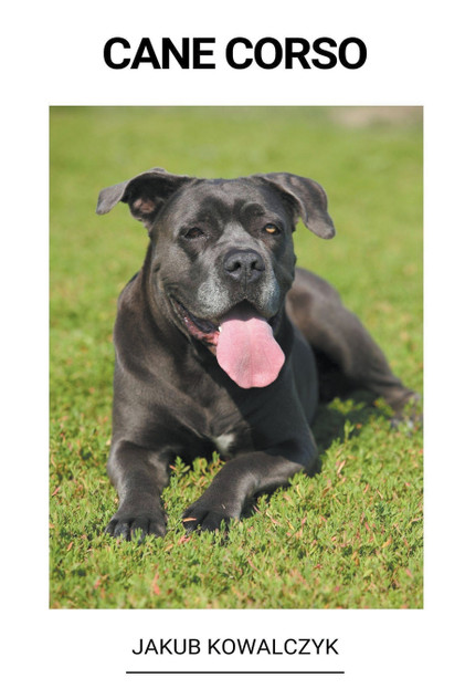 Cane Corso Cane Corso