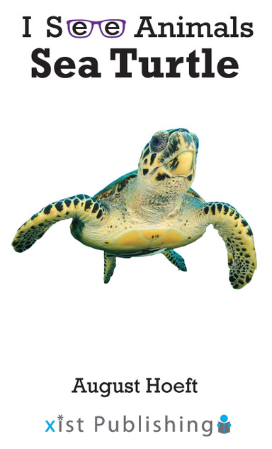 Sea Turtle Sea Turtle