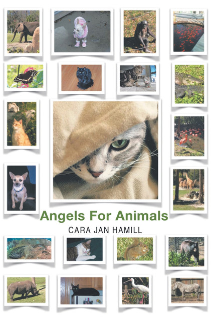 Angels for Animals