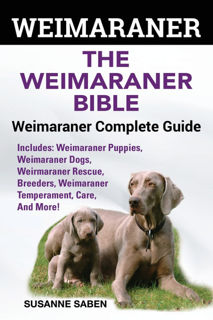 Weimaraner Weimaraner