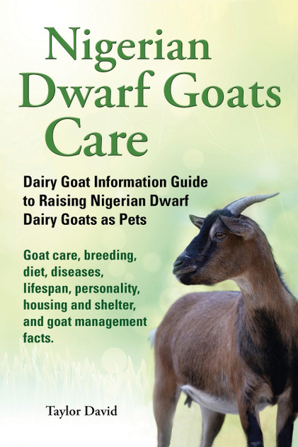 Nigerian Dwarf Goats Care Nigerian Dwarf Goats Care