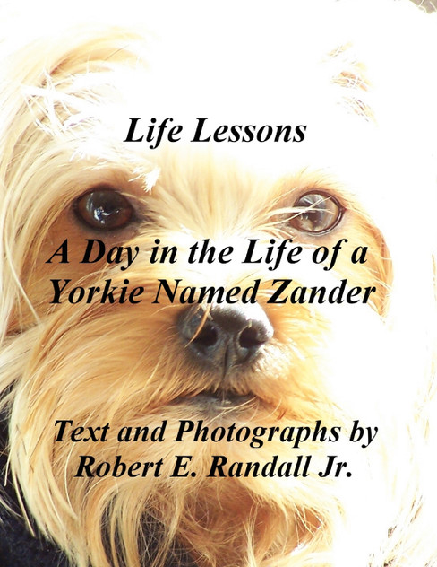 A Day in the Life of a Yorkie Named Zander A Day in the Life of a Yorkie Named Zander