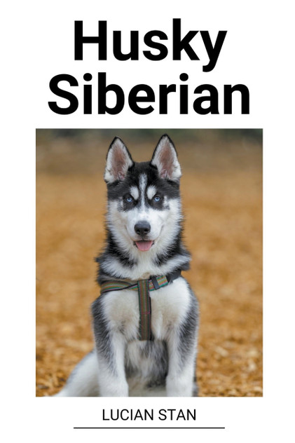 Husky Siberian Husky Siberian