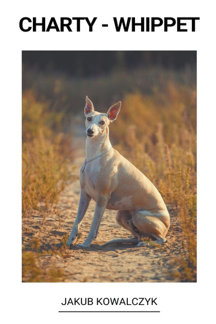 Whippet Whippet