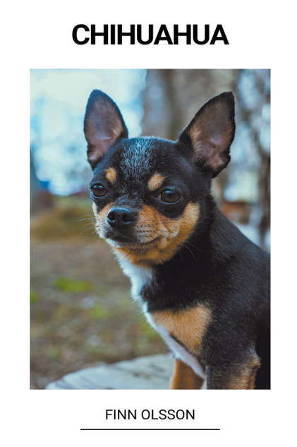 Chihuahua Chihuahua
