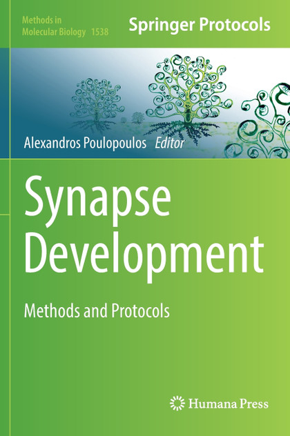 Synapse Development Synapse Development