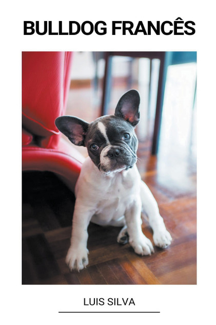 Bulldog Francês Bulldog Francês