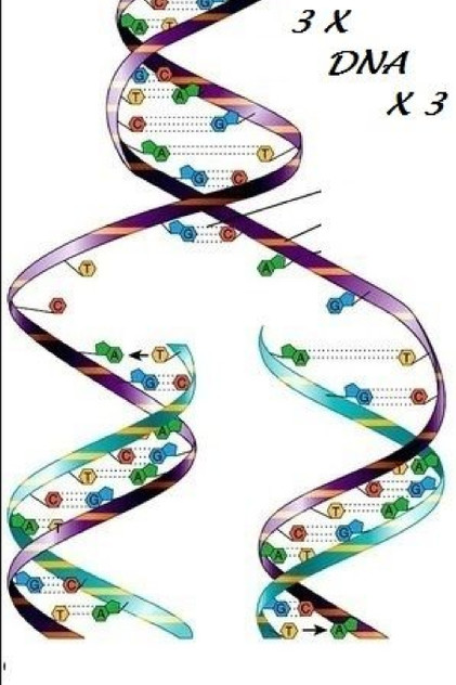 3 X DNA X 3 3 X DNA X 3