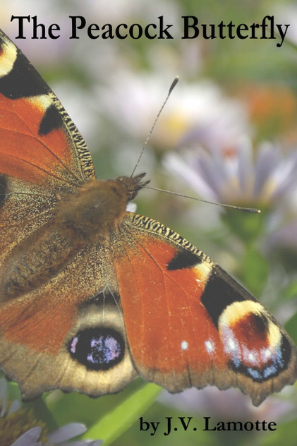 The Peacock Butterfly The Peacock Butterfly