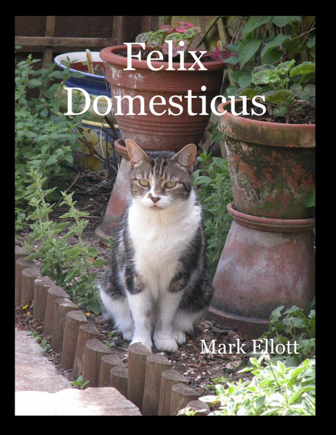Felix Domesticus Felix Domesticus