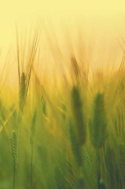 Agricultural Microbiology Agricultural Microbiology