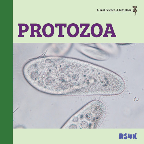 Protozoa Protozoa