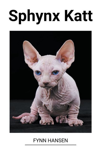 Sphynx Katt Sphynx Katt