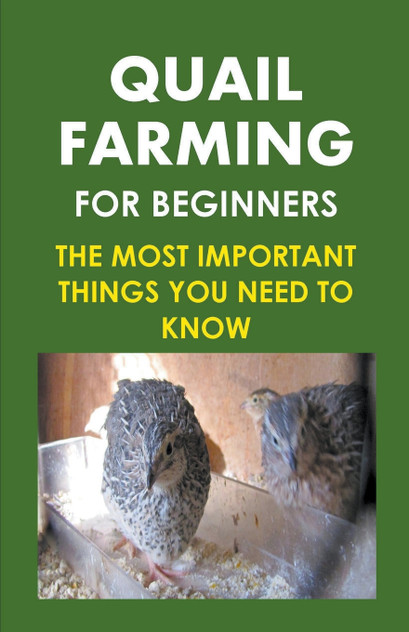 Quail Farming For Beginners Quail Farming For Beginners