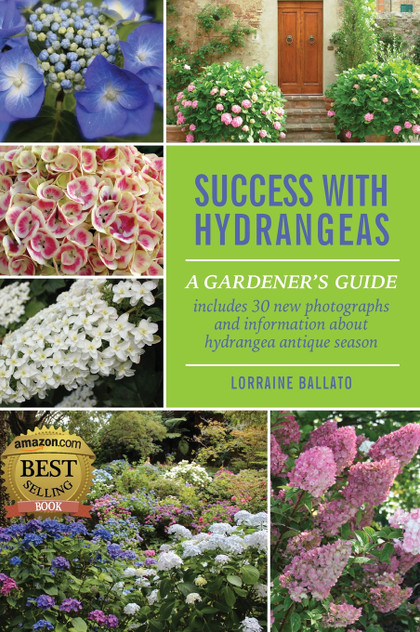 Success With Hydrangeas