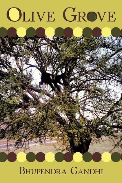Olive Grove Olive Grove