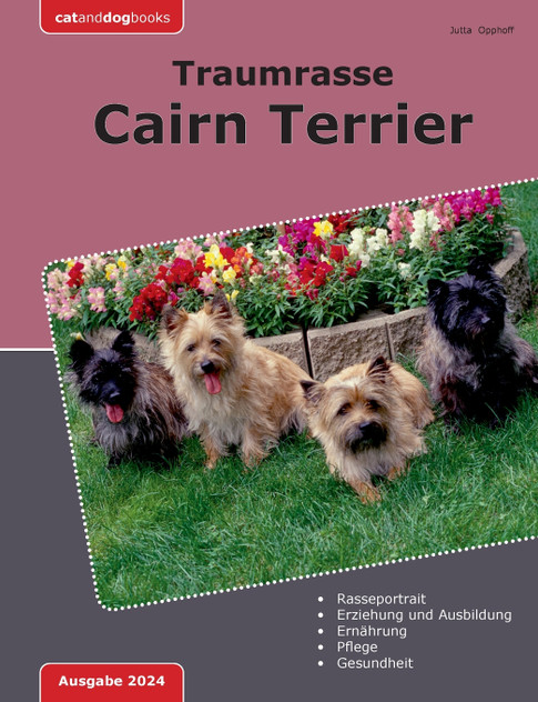 Traumrasse Cairn Terrier Traumrasse Cairn Terrier