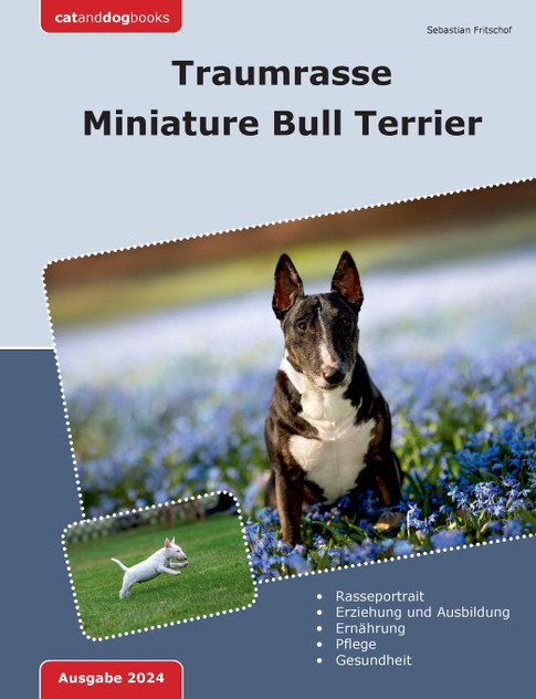 Traumrasse Miniature Bull Terrier