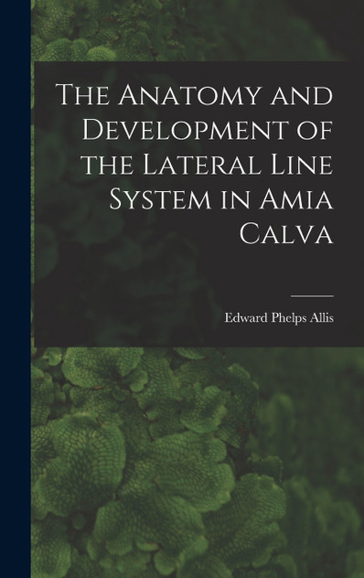 The Anatomy and Development of the Lateral Line System in Amia Calva
