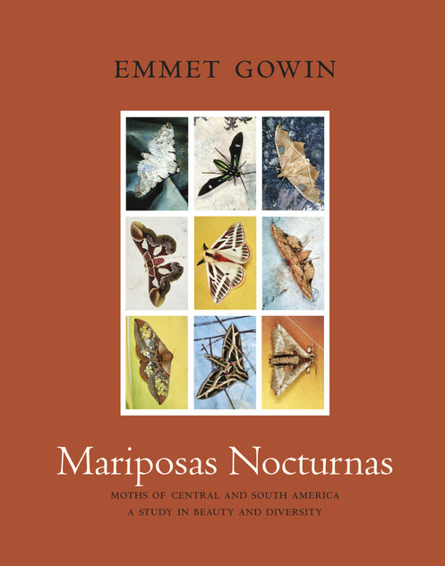 Mariposas Nocturnas Mariposas Nocturnas