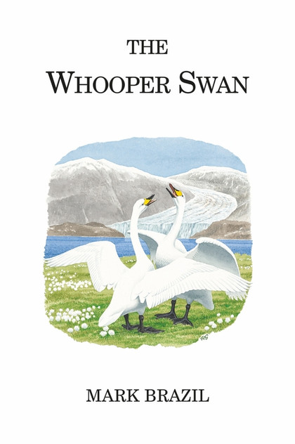 The Whooper Swan The Whooper Swan