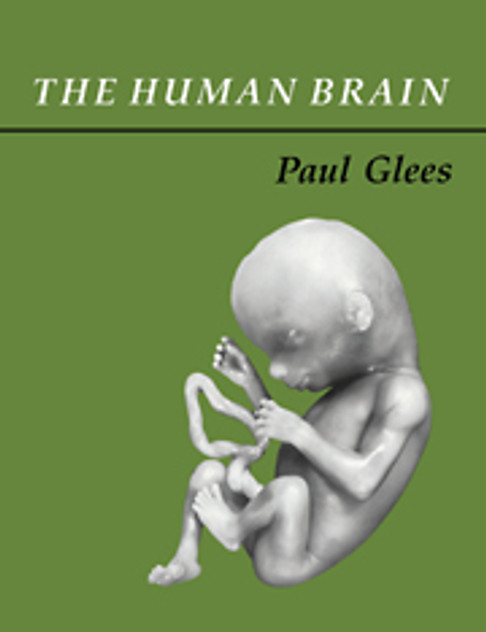 The Human Brain The Human Brain