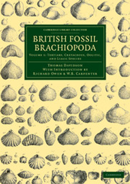 British Fossil Brachiopoda British Fossil Brachiopoda