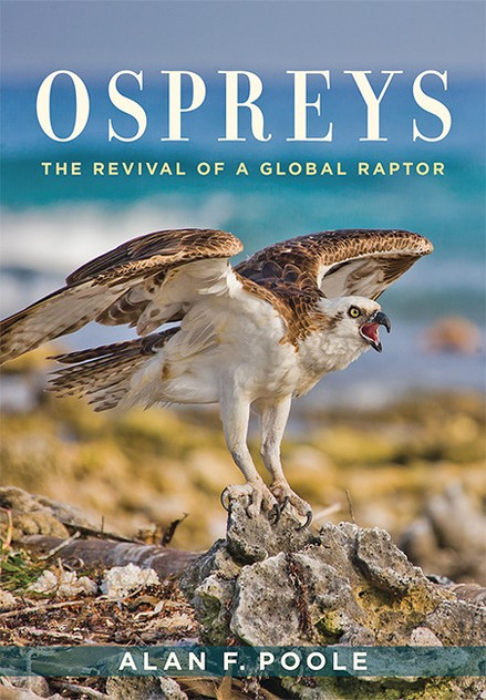 Ospreys: Ospreys: