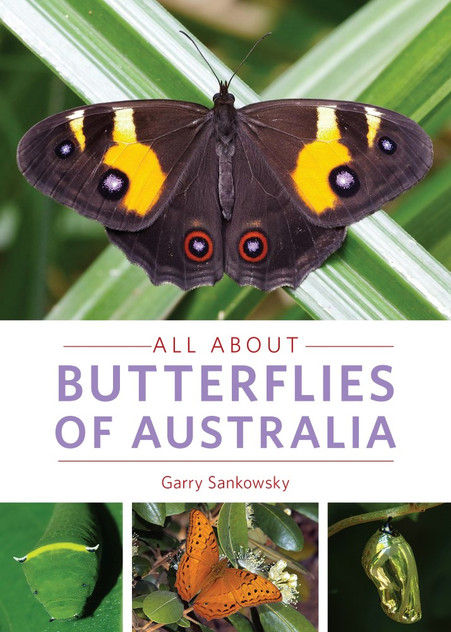 All about Butterflies of Australia All about Butterflies of Australia