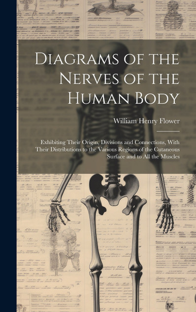 Diagrams of the Nerves of the Human Body Diagrams of the Nerves of the Human Body