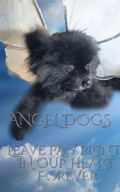 Angel Dog in Heaven Angel Dog in Heaven