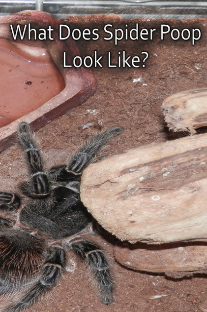 What Does Spider Poop Look Like? What Does Spider Poop Look Like?
