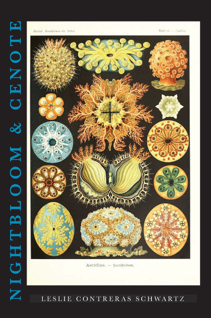 NIGHTBLOOM & CENOTE NIGHTBLOOM & CENOTE
