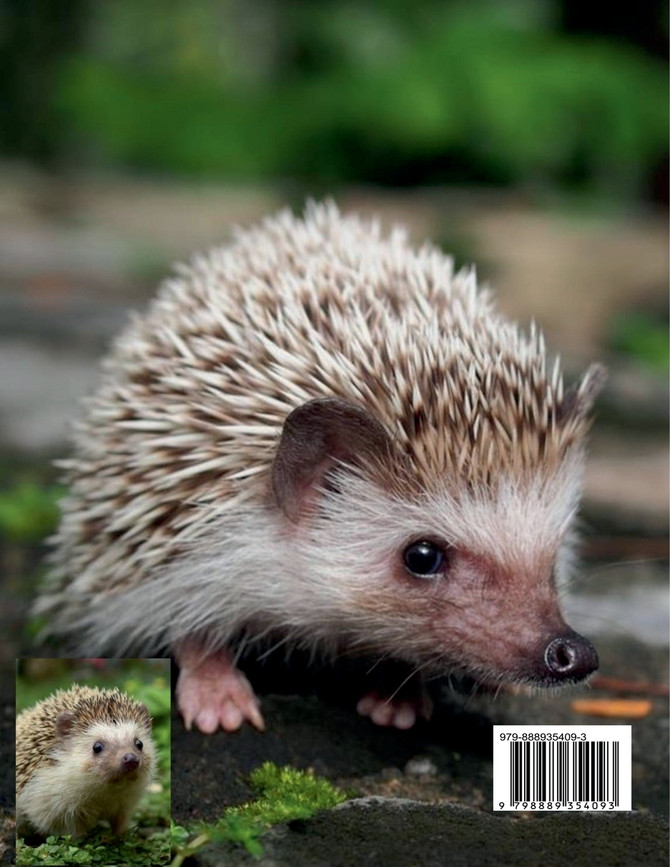 Hedgehog Coloring Book for Kids