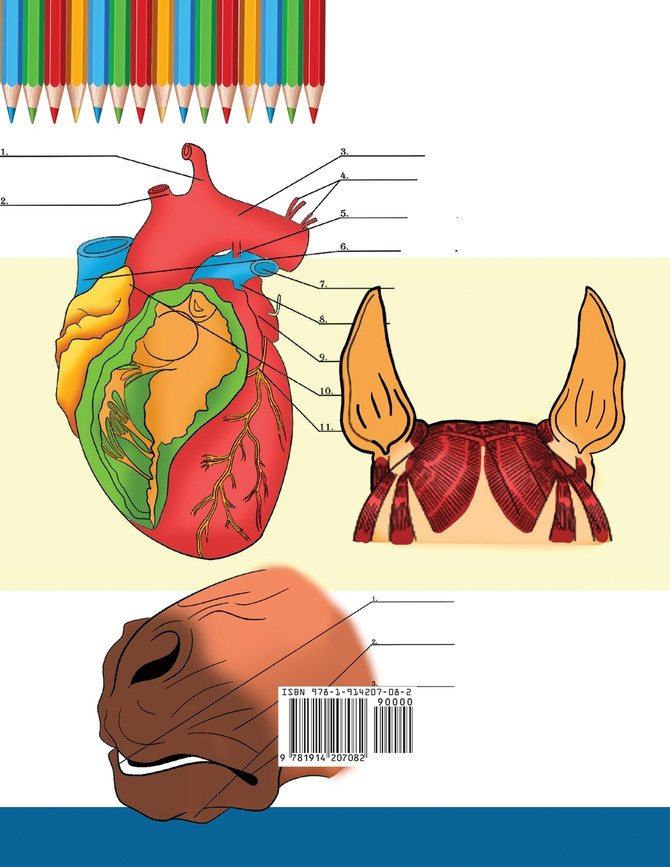 Horse + Dog Anatomy Coloring Book