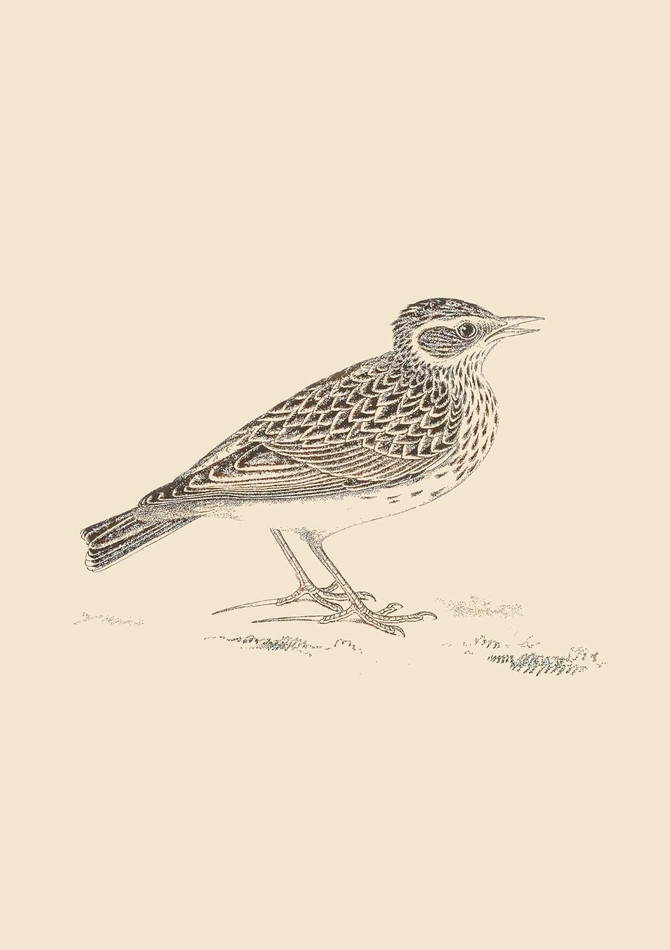 SONNETS FOR BIRDS