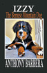 Izzy the Bernese Mountain Dog