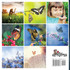 Butterflies, A No Text Picture Book